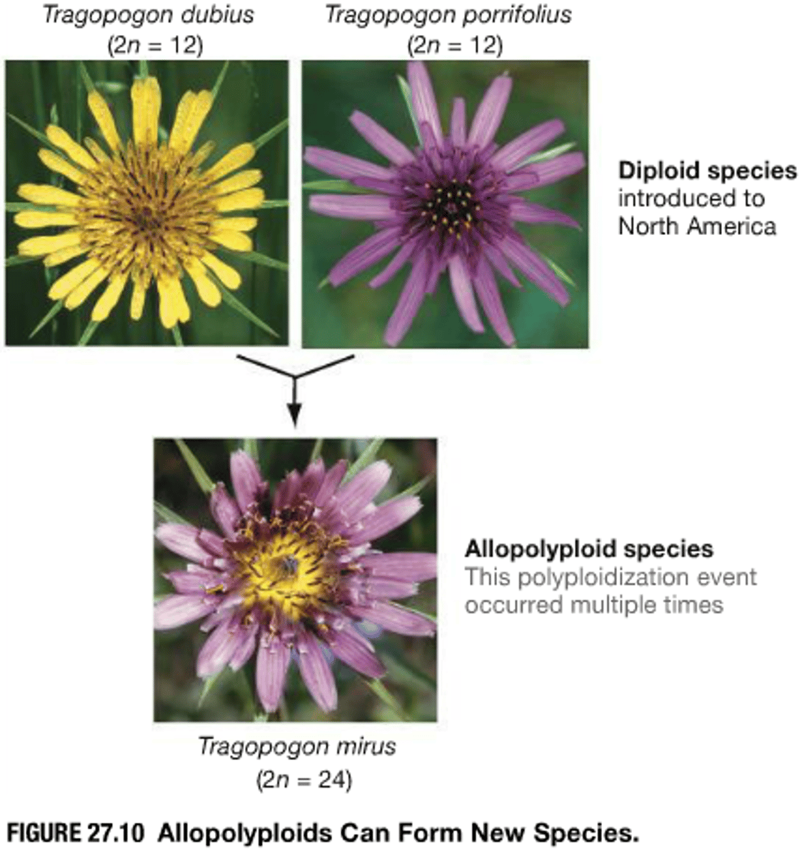 <p>An organism that contains two or more sets of chromosomes from two or more different species.</p>