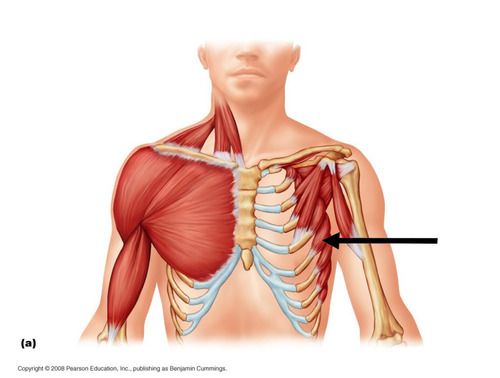 Scapular stabilizer, pulls shoulder forward