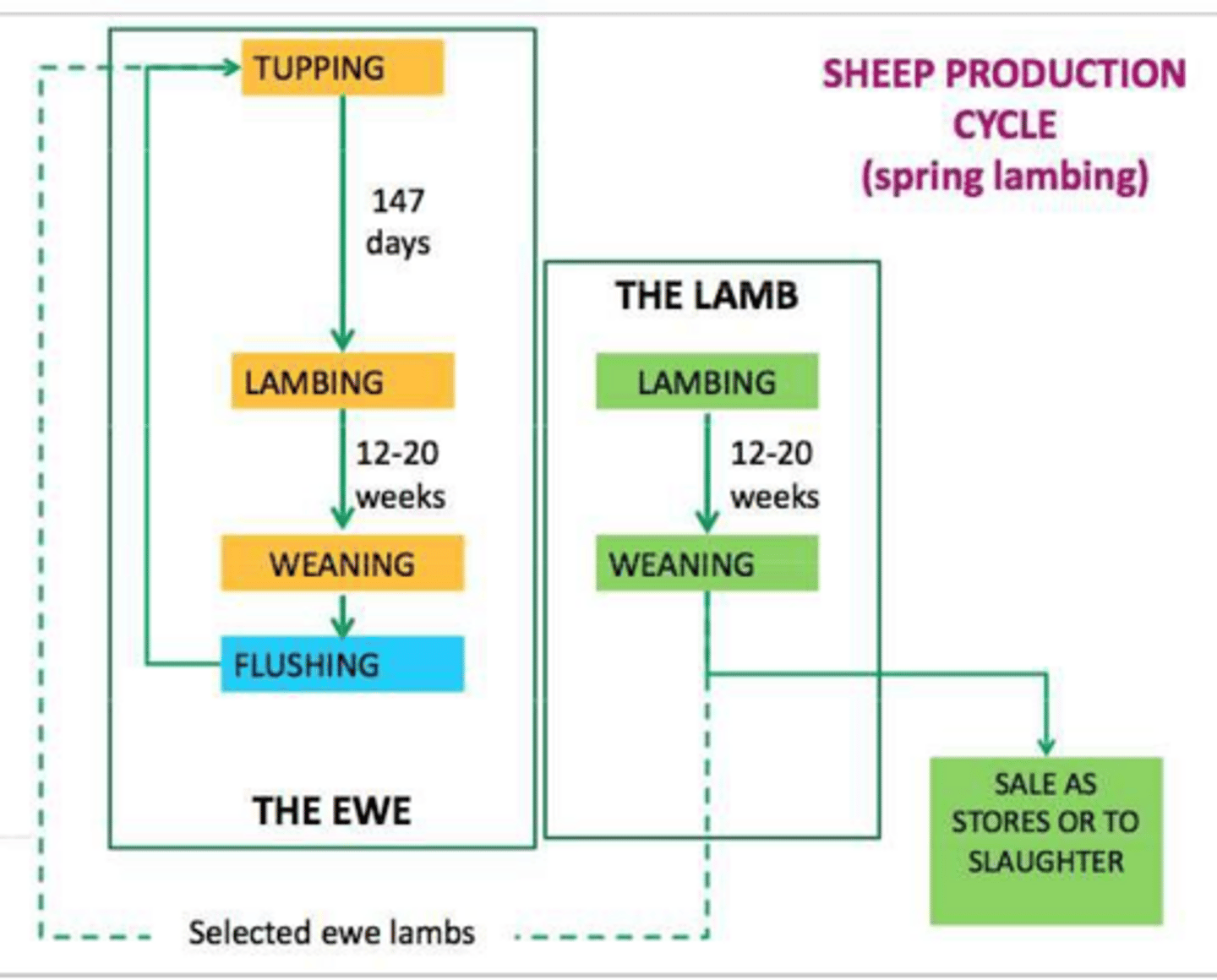 <p>To increase the number of ovulations, thereby increasing the chances of multiple births (twins/triplets in sheep/goats, larger litters in pigs).</p>
