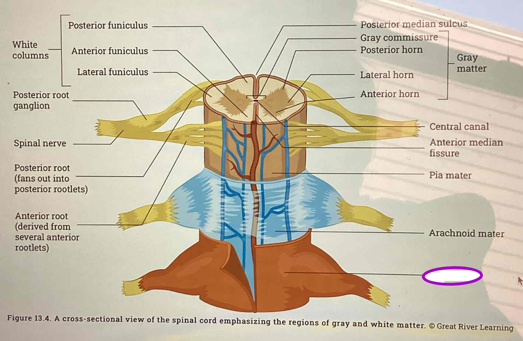 <p><strong><span>Dura mater</span></strong></p>