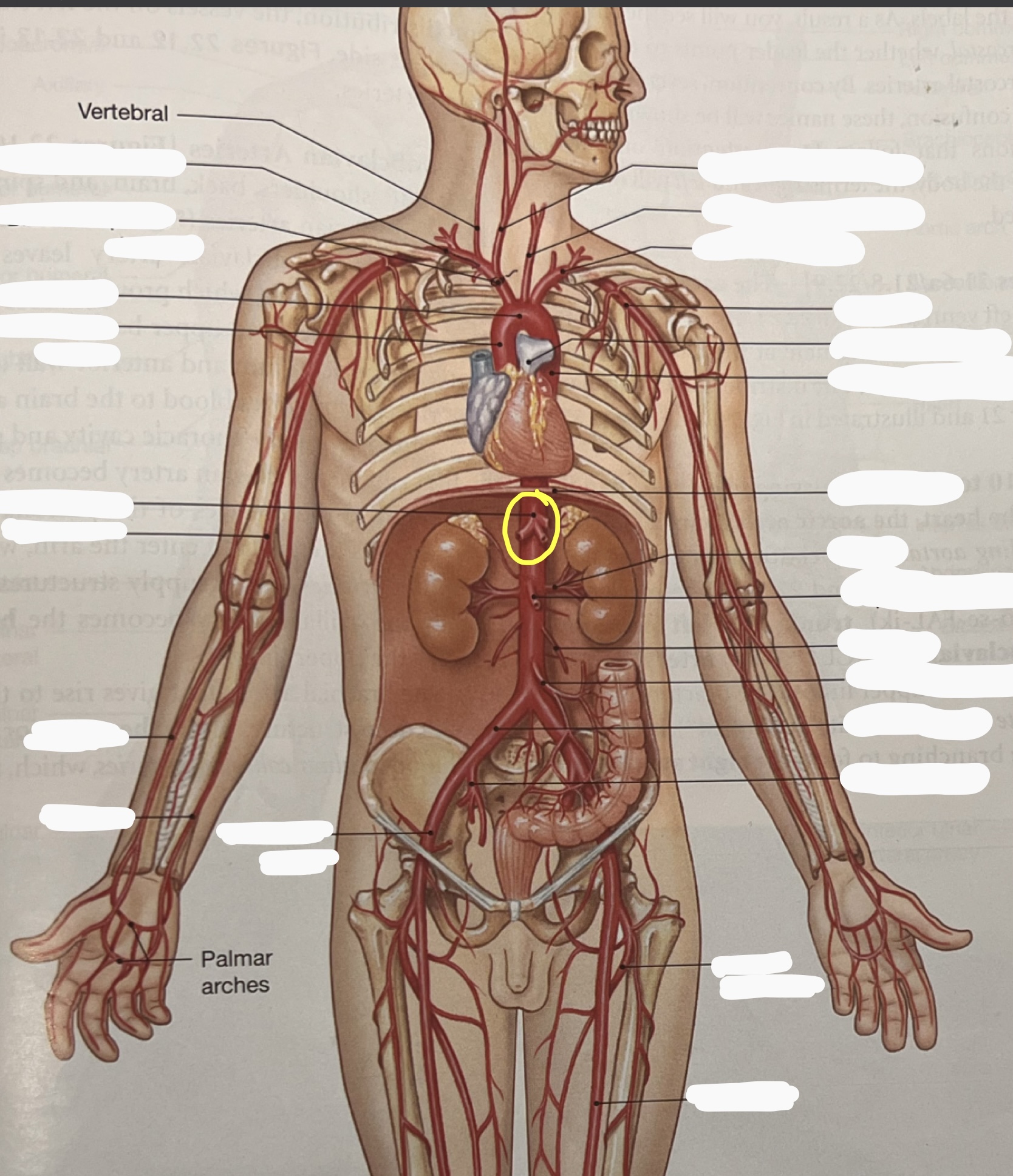 knowt flashcard image
