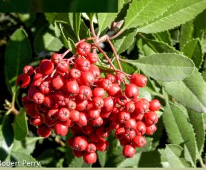 <p>Order:</p><p>Family:</p><p>Genus:</p><p>Species:</p>