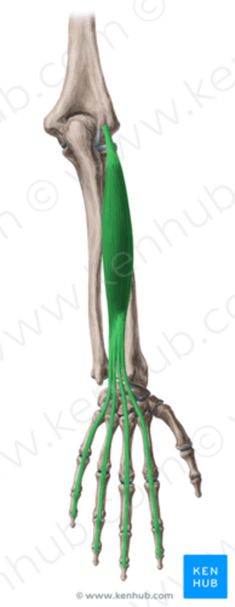 <p>Action: Digit 2-5 extension</p><p>Origin: Lateral epicondyle</p><p>Insertion: Digit 2-5 extensor expansion</p><p>Nerve innervation: Posterior interosseous nerve (PIN): continuation of deep branch of the radial nerve</p><p>Dorsal extensor compartment: 4th compartment</p><p>Unique feature: Tendons are linked to each other in dorsal hand with juncturae tendinae: connective tissue band</p>