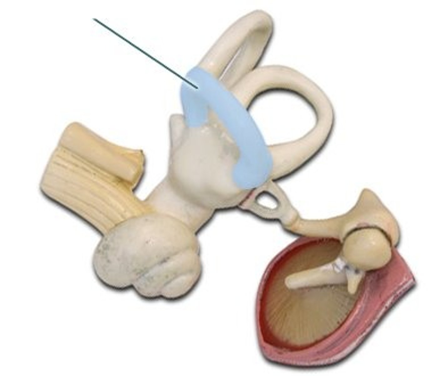 <p>name this part of the ear</p>