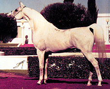<p>Arabain</p>