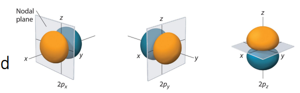 <ul><li><p>The ℓ = 1 orbitals have dumbell shape. </p></li><li><p>Three degenerate np orbitals mℓ = -1, 0, +1 </p></li><li><p>Angular nodes between positive and negative lobes</p></li><li><p>The np orbital has n – 2 angular nodes.</p></li></ul><p></p>