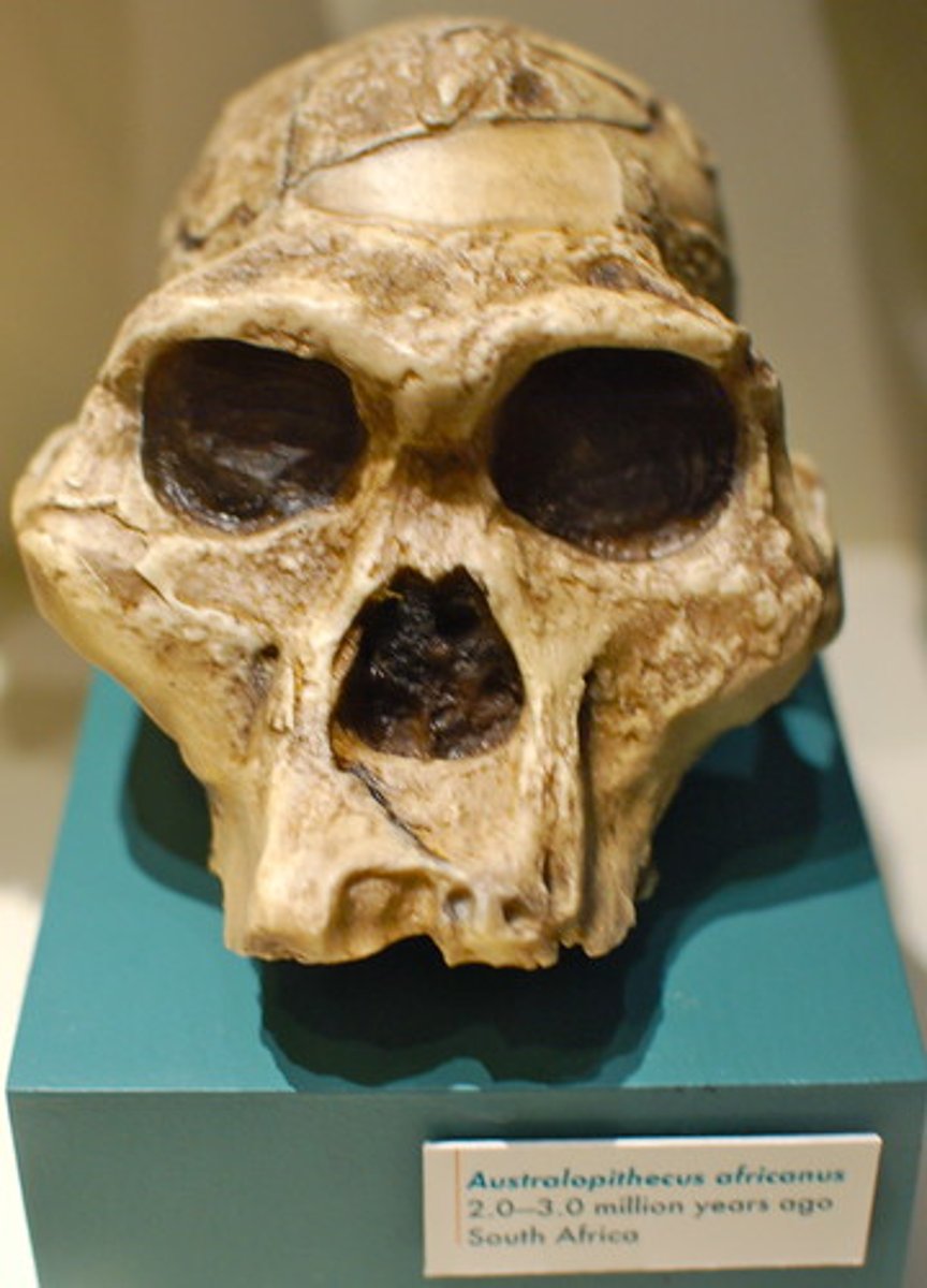 <p> an extinct species or subspecies of archaic humans who lived in Eurasia until about 40,000 years ago</p>