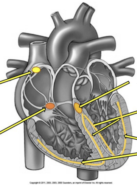<p>Name the cardiac conduction system</p>