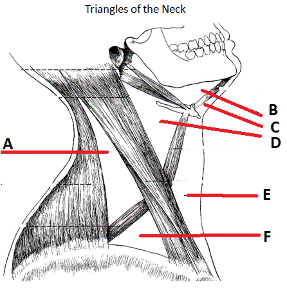 <p>Omotrapezoid triangle</p><p>Omoclavicular triangle</p>