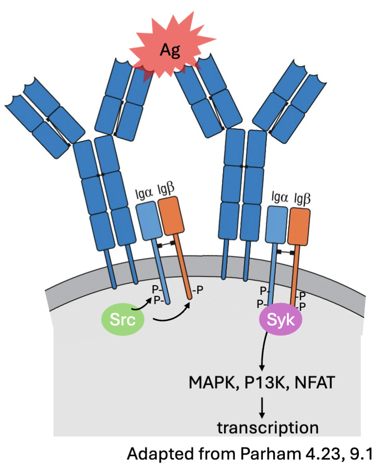 <ul><li><p><span><span>Antigen binding → IgM/IgD </span><strong><span>clustering</span></strong><span> →</span></span></p></li><li><p><span><span>Phosphorylation of </span><strong><span>ITAMs</span></strong><span> in Ig⍺ (CD79a) and Igβ by </span><strong><span>Src kinases </span></strong><span>(Blk, Fyn, Lyn) →</span></span></p></li><li><p><span><span>Recruitment of kinase </span><strong><span>Syk</span></strong><span> → downstream signaling (</span><strong><span>MAPK, P13K, NFAT</span></strong><span>) →transcription activation → survival, proliferation, differentiation</span></span></p></li><li><p><span><span>Outcome influenced by strength and duration of binding (affinity), co-stimulatory interactions (</span><strong><span>CD19</span></strong><span>:CD81,CD21/ </span><strong><span>CR2</span></strong><span>), and T cell help&nbsp;</span></span></p></li></ul><p>(can crosslink the antigen, when cluster→activation, recruitment of certain kinases,&nbsp; binds strongly= longer signalling, costimulatory signals: other molecules)</p>