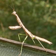 <p>Common name of order: Mantises, Praying mantids. Neopteran. Hemimetabolous.</p>