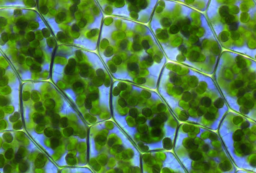 <p>Chlorophyll</p>