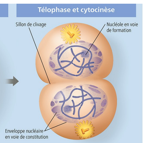 <ul><li><p>Formation du nouveau noyau; </p></li><li><p>Décondensation des chromatines; </p></li><li><p>Dépolymérisation du cytosquelette ← n’est plus attaché</p></li><li><p>fait la cytocinèse, se divise en 2 cellules filles avec même bagage génétique</p></li></ul><p></p>