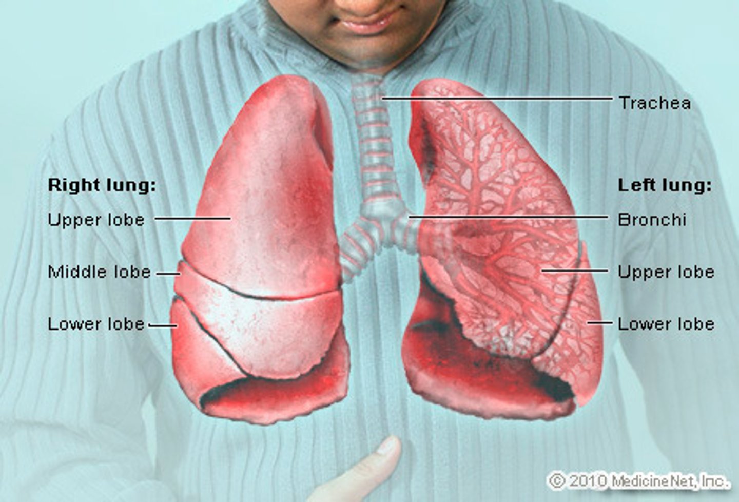 <p>3 lobes (superior, middle, inferior) 600 gm, is broader and shorter, pushed up by the liver.</p><p>has two main fissures—the oblique (major) fissure and the horizontal (minor) fissure.</p>