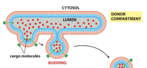 <p>membrane pinching off (collapse if it doesn’t complete in time)</p><p>vesicles are stable structures with a half life</p>