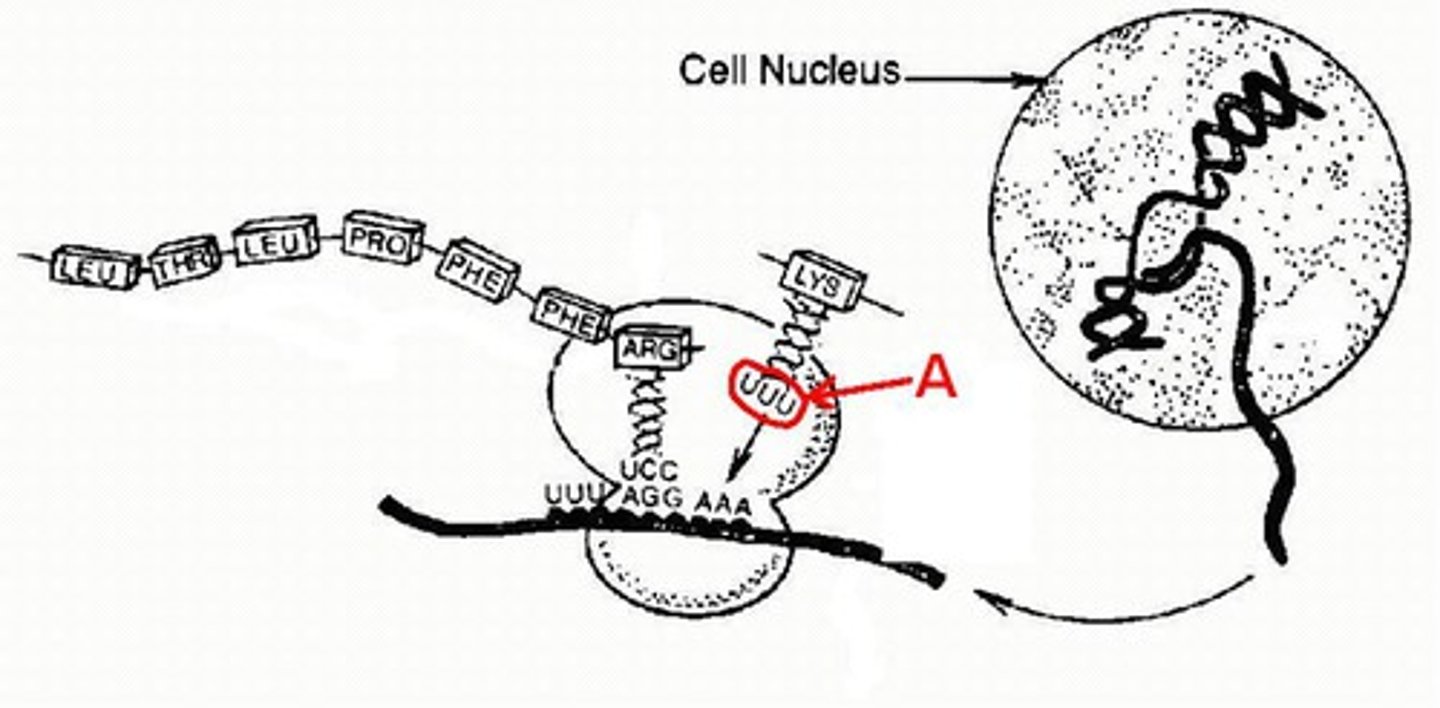 <p>What is A? A three base sequence on a tRNA molecule that is complimentary to a codon on an mRNA.</p>