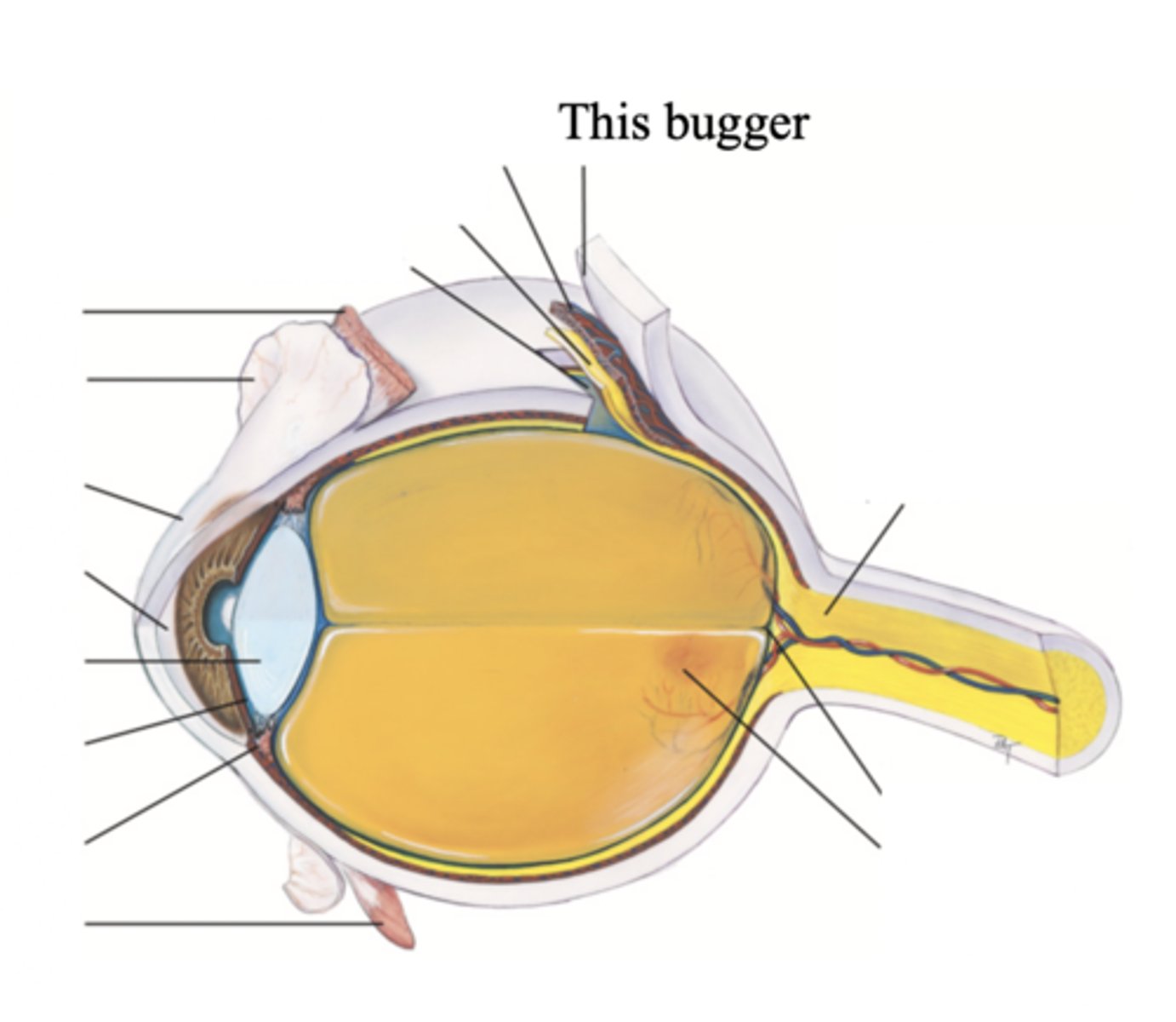 <p>A tough, protective, white covering of the eye that makes up its outer layer; the white part of the eye</p>
