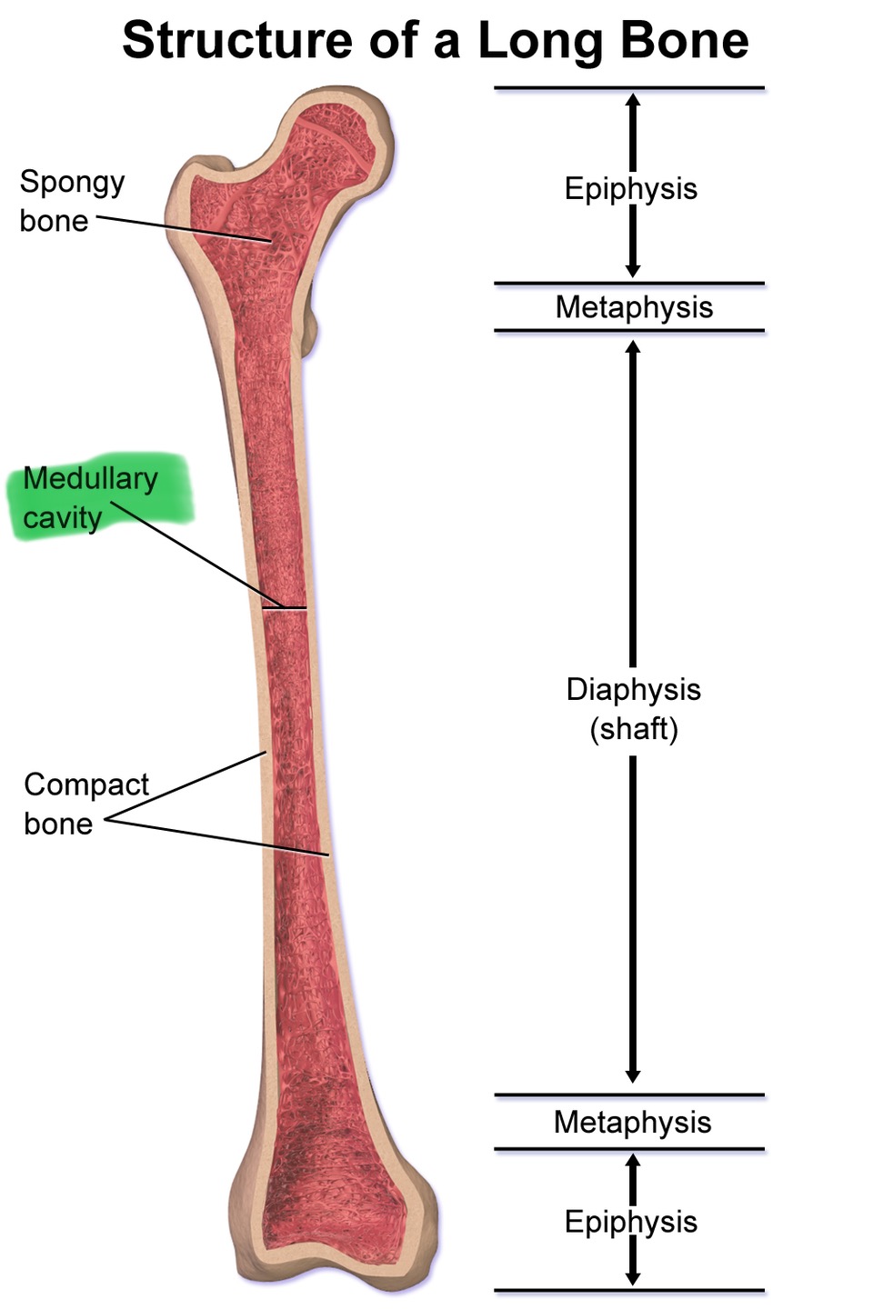 <p>Hollow chamber in disphysis; contains marrow</p>