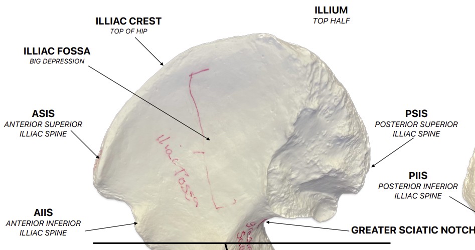 <p>What is the top half of the hip bone?</p>