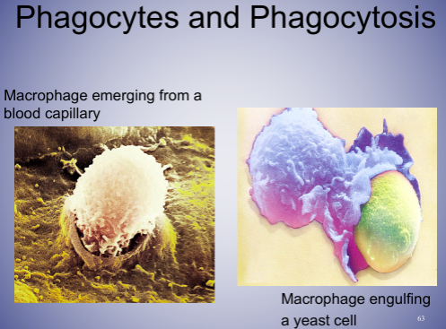 yeast is eukaryotic cell