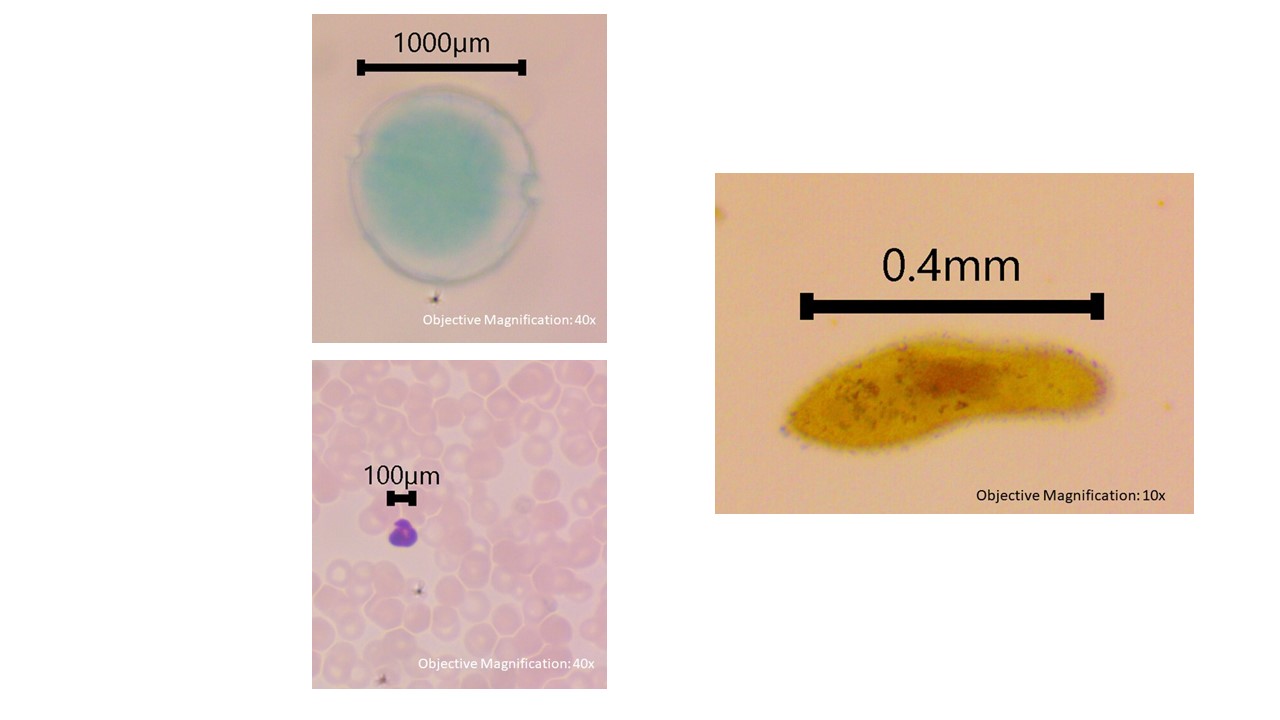 <p>Alveolata</p>