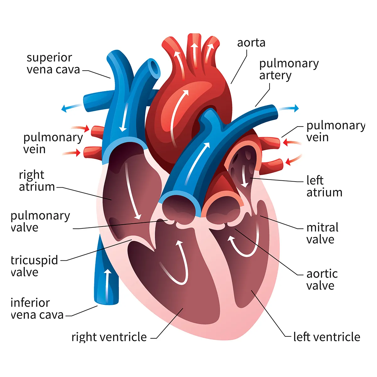 <p>The heart is a muscular organ with 4 chambers, 2 atria and 2 ventricles, and contains valves to keep blood flowing in one direction.</p><p class="has-focus">The 2 atria are the upper chambers and the 2 ventricles are the lower chambers.</p>