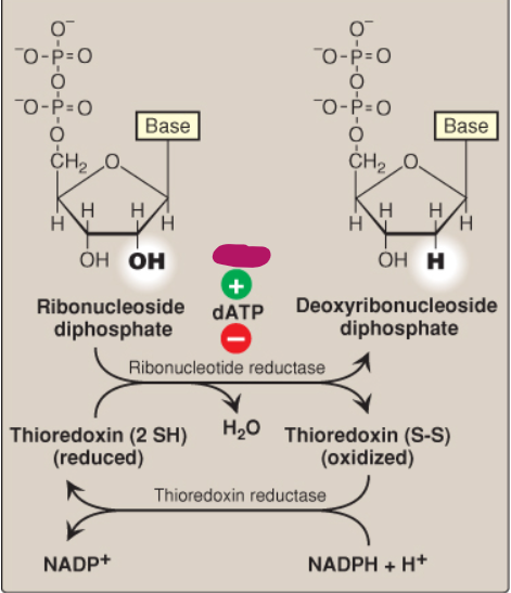 <p>Label this deoxyribonucleotide conversion.</p>