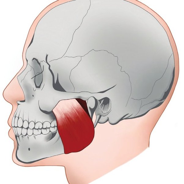 <p>Origin: Zygomatic Arch Insertion: Ramus of Mandible Action: Elevates mandible</p>