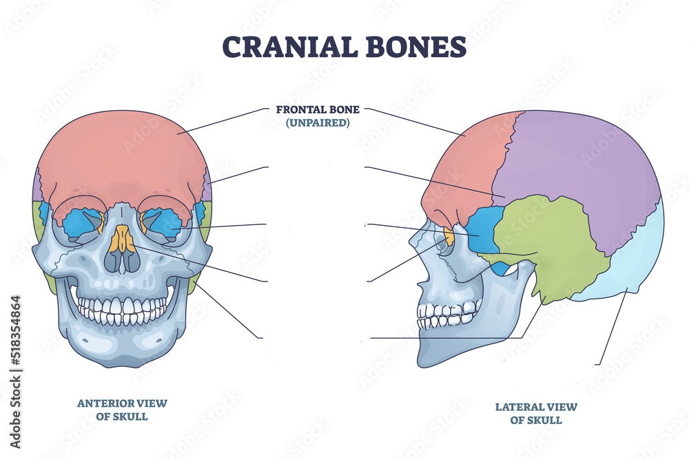 <p>Frontal bone </p>