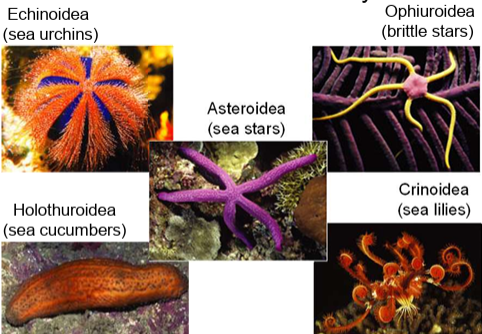 <ul><li><p><strong>Echinoidea</strong> – sea urchins, sand dollars</p></li><li><p><strong>Ophiuroidea</strong> – brittle stars</p></li><li><p><strong>Holothuroidea</strong> – sea cucumbers</p></li><li><p><strong>Crinoidea</strong> – sea lilies, feather stars</p></li><li><p><strong>Asteroidea</strong> – sea stars</p></li></ul><p></p>