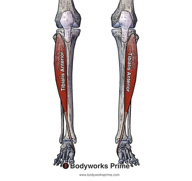 <p><span>Dorsiflexes and inverts foot.</span></p>