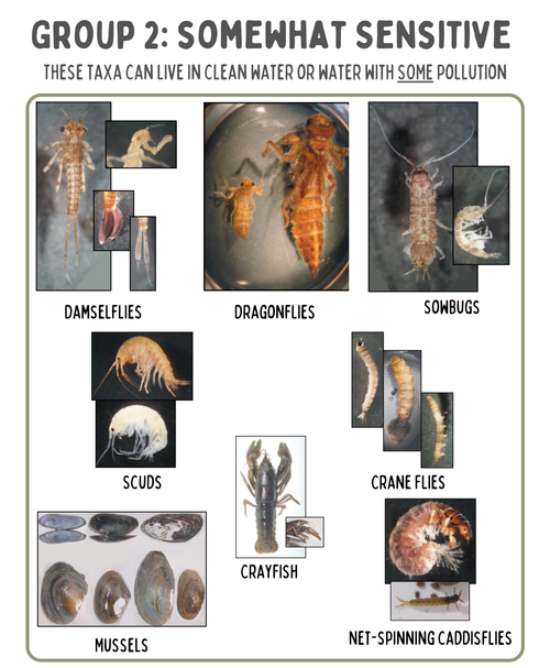 <p>Benthic macroinvertebrates that are <u>somewhat sensitive</u> to polluted water belong in __________.</p>