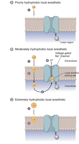 block voltage gated Na channels that carry action potentials down axon