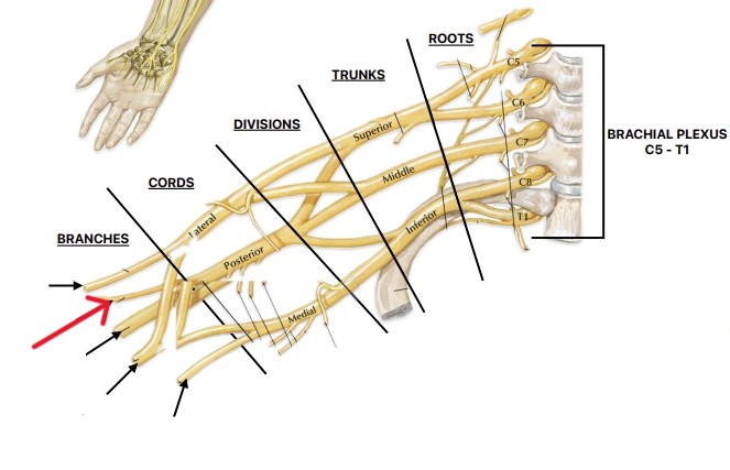 <p>Which nerve of the brachial plexus is:</p><ul><li><p>Posterior cord along with radial nerve</p></li></ul><p></p>