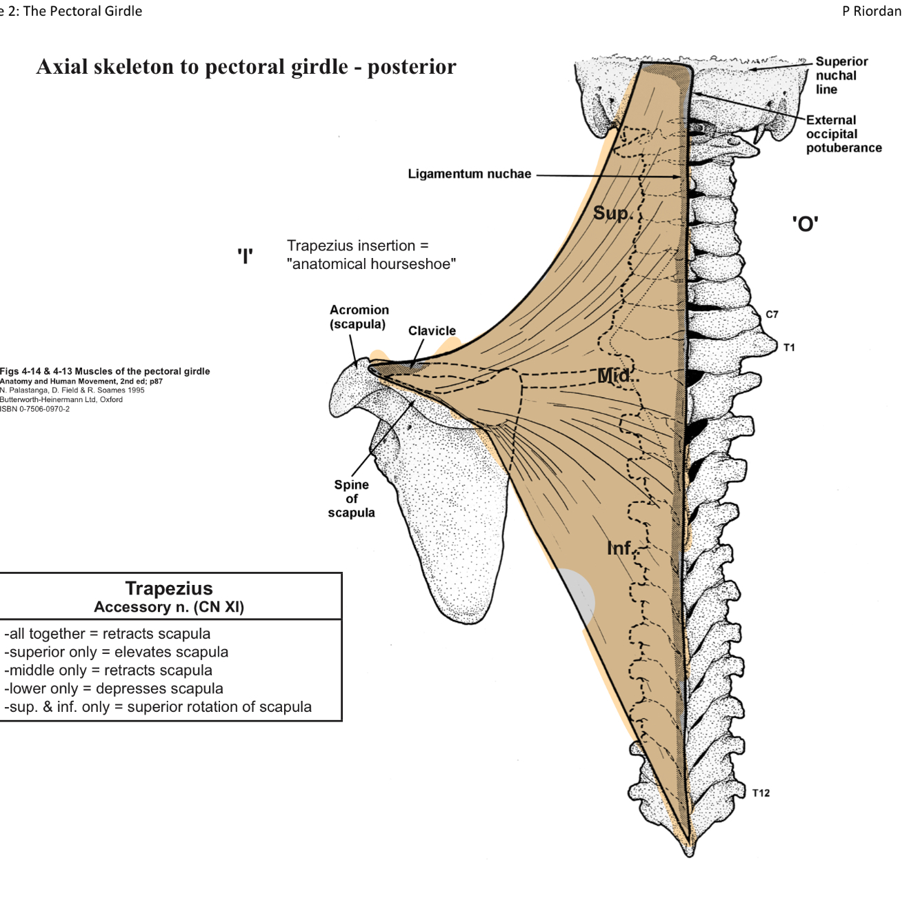<p>O= broad origin from superior nuchal lines to T12 (cervical and thoracic spinal processes) </p><p>I=anatomical horseshoe S=clavicle Middle=accromium I=spine </p><p>A=all=retracts scapula S=elevates scapula Mid=retracts scapula Inf=depresses scapula. S and In=superior rotation of scapula </p><p>IN=accesory nerve (cranial nerve X) </p>