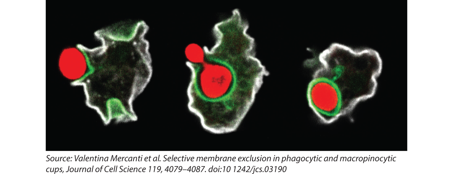eukaryotic cells surround food particles and package them in vesicles that bud off from the cell membrane