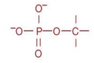 <ul><li><p>functional group</p></li><li><p>Source: nucleic acids, DNA and RNA</p></li></ul><p></p>