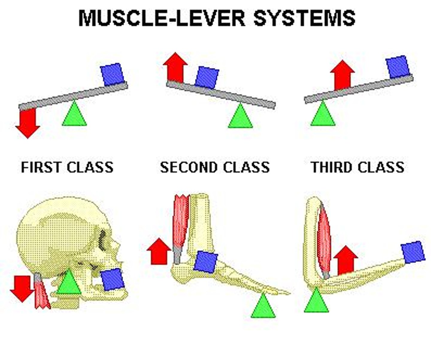 <p>1st Class (fulcrum between effort and resistance), 2nd Class (effort proximal, resistance middle, fulcrum distal), 3rd Class (fulcrum proximal, effort middle, resistance distal).</p>