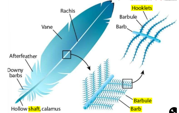 <ul><li><p>Have a <strong>shaft</strong> down the middle</p></li><li><p>On each side of the shaft are <strong>barbs</strong></p></li><li><p>From the bards are <strong>barbules→ </strong>tiny hooks that stick to each other to maintain <strong>waterproof properties</strong></p></li></ul>