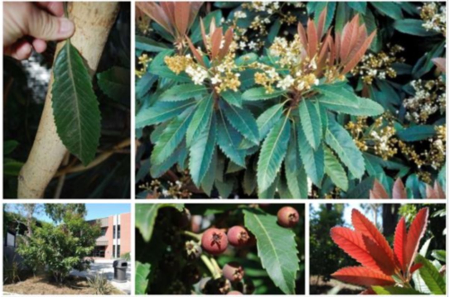 <p>1’. Angiosperms</p><p>----------------</p><p>10’. Leaves simple</p><p>----------------</p><p>23’. Leaves alternate </p><p>----------------</p><p>29’. Leaves not lobed</p><p>----------------</p><p>36’. Leaf base symmetrical</p><p>----------------</p><p>41. Leaves large, generally at least 9 inches long</p><p>----------------</p><p>42’. Lower leaf surface smooth and without felt, leaves markedly serrate</p>