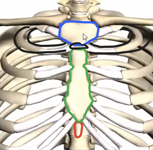 <ul><li><p>manubrium</p></li><li><p>body of the sternum</p></li><li><p>xiphoid process or xiphisternum </p></li></ul><p></p>