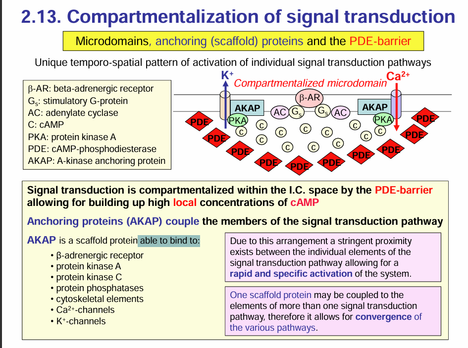 <p>•β-adrenergic receptor </p><p>•protein kinase A</p><p> •protein kinase C </p><p>•protein phosphatases</p><p>•cytoskeletal elements</p><p>•Ca2+-channels </p><p>•K+-channels</p>