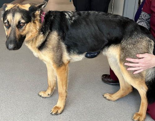 <p>dogs and cats (GSDs are predisposed)</p><p>any age, depends on etiology</p>