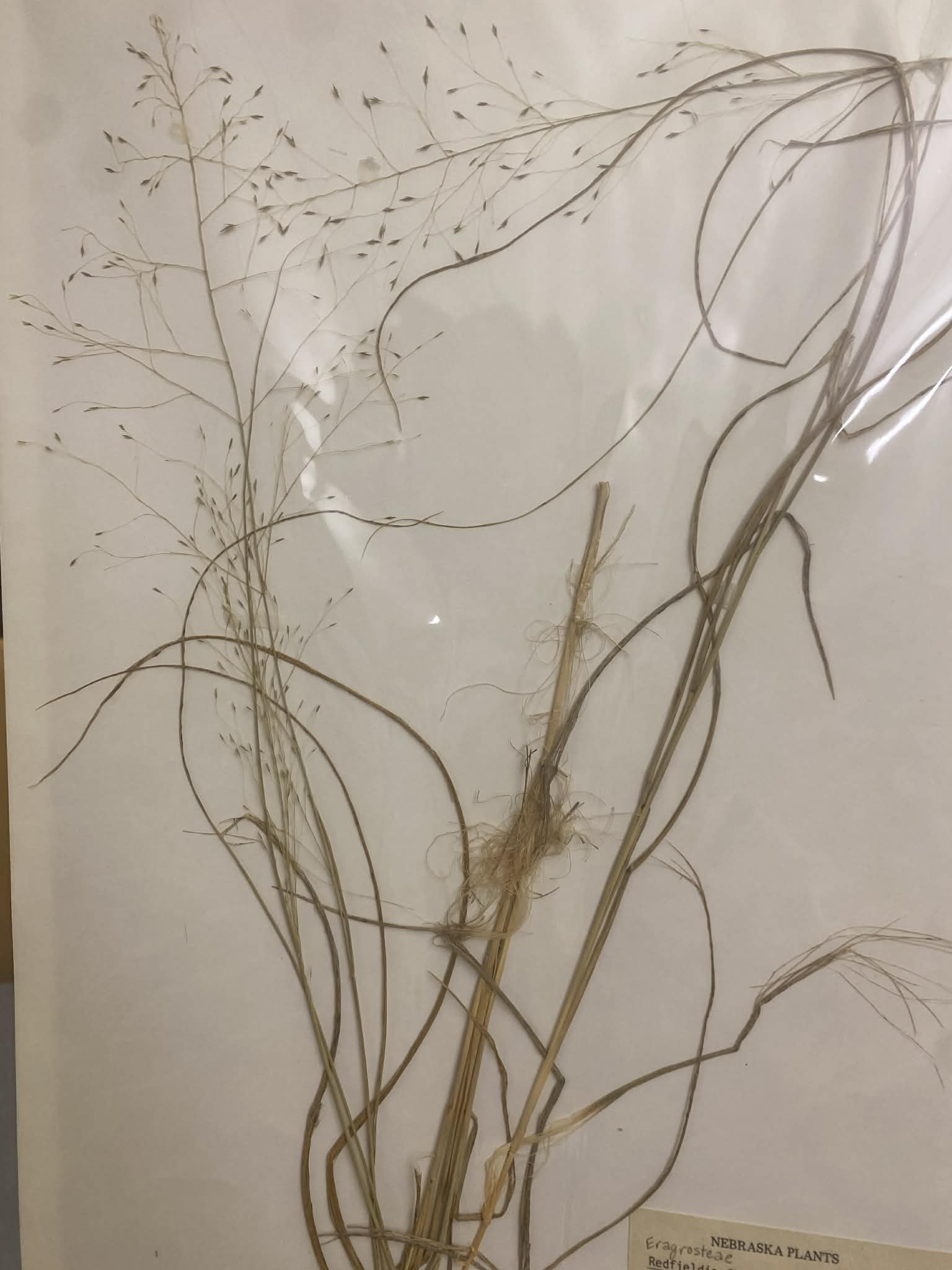 <p>Eragrosteae, P, N, Redfieldia Flexuosa, blowout grass</p>