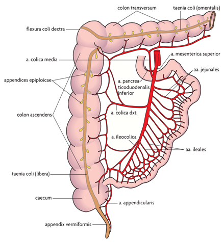 a. mesenterica superior 
 → a. colica media
 → a. colica dxt
 → a. ileocolica
 → a. appendicularis

Løber til en marginal arterie, der ligger langs colon i hele dens længde

Venerne følger arterierne og går til v. portae 
En del af venerne fra colon ascendens danner anastomoser med venerne i bugvæggen, og dermed *porta-cava anastomoser*

Lymfen går til lnn. Ileocolici, lnn. colici dxt., og lnn. colici medii
Og dernæst til lnn. mesenterici
