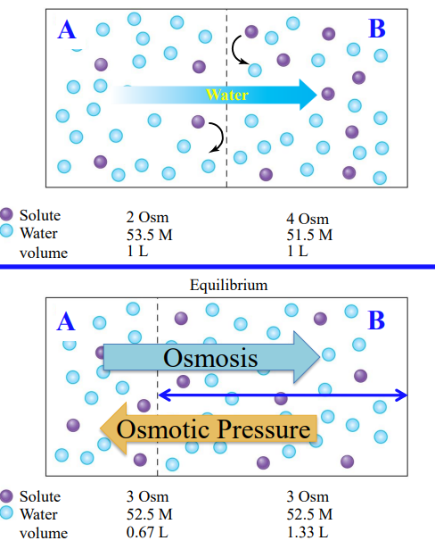 <ul><li><p>The partition between the compartments is permeable to water only.</p></li><li><p>After diffusional equilibrium has occurred, movement of water has equalized solute concentration.</p></li><li><p>The opposing pressure required to stop osmosis completely is equal to osmotic pressure.</p></li></ul><p></p>