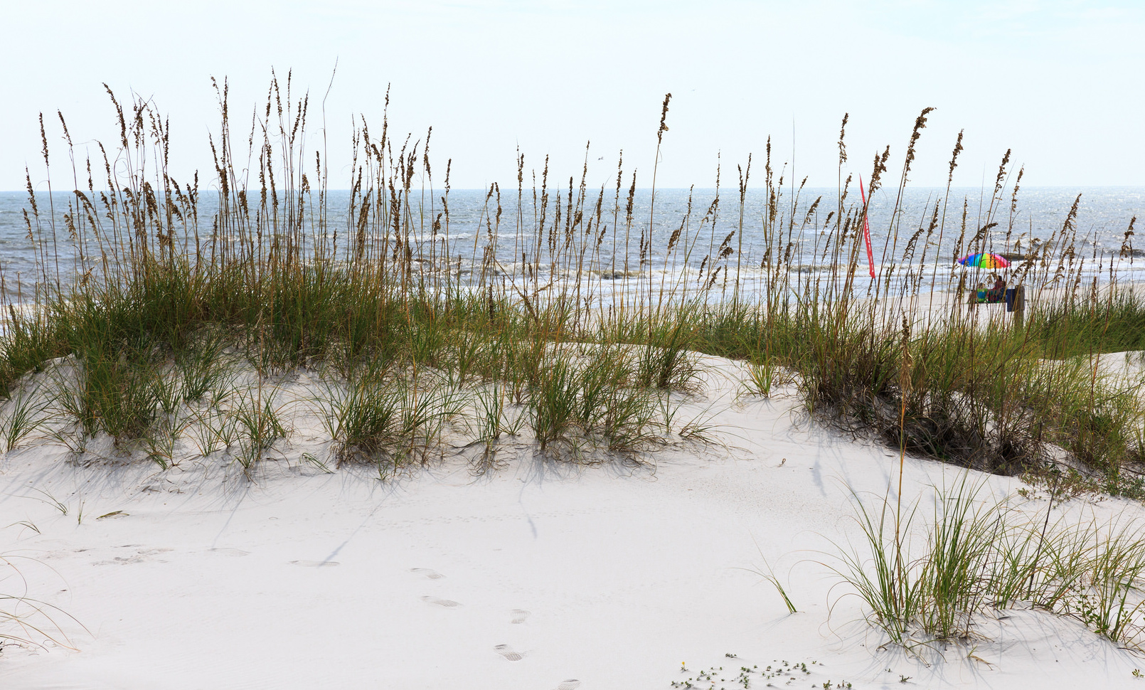 <p>Sea Oats</p><p>Looks like oats, usually in big clumps holding the berm together</p>