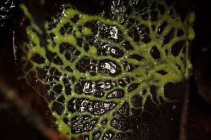 <p>Puede ser por :</p><p>1.Fisión binaria o bipartición de las mixamebas</p><p>2.Fragmentación de los plasmodios</p>