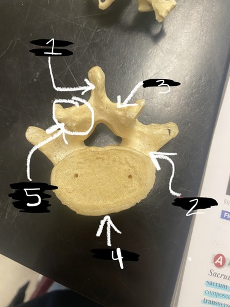 <p>Define vertebrae</p>