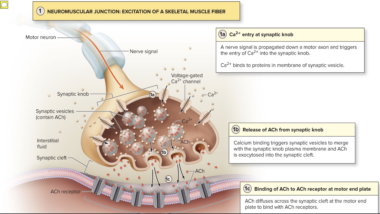 <p><span>Excitation-contraction (E-C) coupling</span></p>